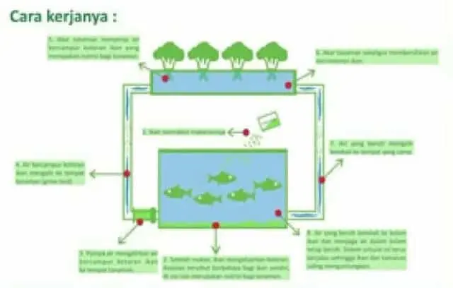 Cara Mudah Membuat Akuaponik di Dalam Ember Cara Mudah Membuat Akuaponik di Dalam Ember