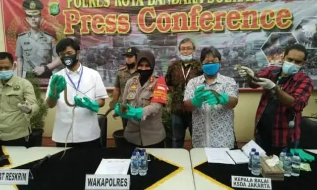 Hari Lingkungan Hidup Sedunia, Polresta Bandara Soetta Ungkap Penyeludupan Satwa Liar Hari Lingkungan Hidup Sedunia, Polresta Bandara Soetta Ungkap Penyeludupan Satwa Liar