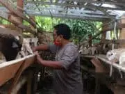 Jelang Kurban Dompet Dhuafa dan TaniHub Kunjungi Mitra Ternak Cilegon Jelang Kurban Dompet Dhuafa dan TaniHub Kunjungi Mitra Ternak Cilegon