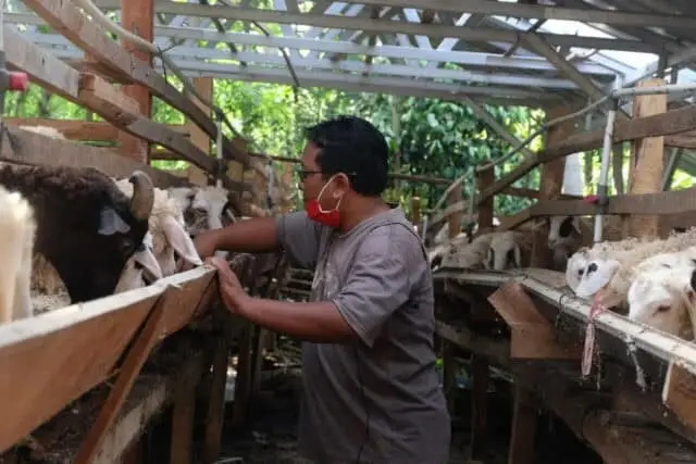 Jelang Kurban Dompet Dhuafa dan TaniHub Kunjungi Mitra Ternak Cilegon Jelang Kurban Dompet Dhuafa dan TaniHub Kunjungi Mitra Ternak Cilegon