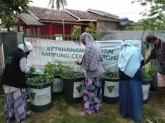 Ketahanan Pangan, Warga di Kampung Ciwaru Kini Panen Lele Di Tengah Covid-19 Ketahanan Pangan, Warga di Kampung Ciwaru Kini Panen Lele Di Tengah Covid-19