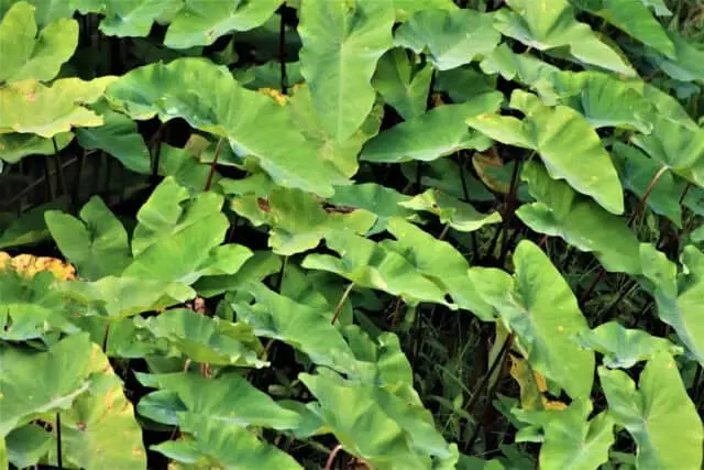 Manfaat Lompong Talas Dan Kandungan Nutrisinya Manfaat Lompong Talas Dan Kandungan Nutrisinya