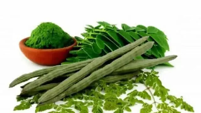 Nutrisi Dan Potensi Moringa Oleifera Nutrisi Dan Potensi Moringa Oleifera