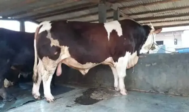 Jokowi Qurbankan Sapi 1,06 Ton di Banten, Dibeli di Kota Tangerang Jokowi Qurbankan Sapi 1,06 Ton di Banten, Dibeli di Kota Tangerang
