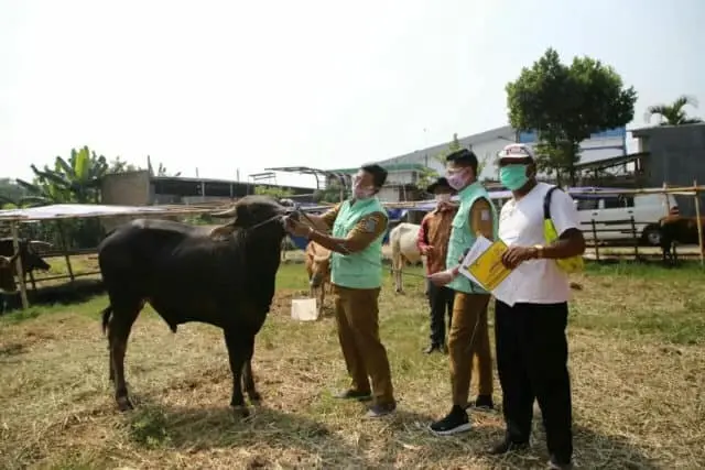 Jelang Idul Adha, Pemkot Tangsel Cek Kesehatan Hewan Kurban Jelang Idul Adha, Pemkot Tangsel Cek Kesehatan Hewan Kurban
