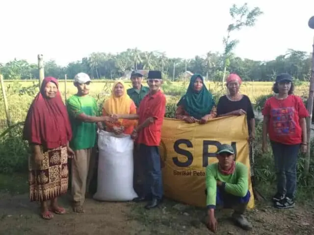 Benih Padi SPI-20 Dikembangkan Petani Cikeusik Pandeglang Benih Padi SPI-20 Dikembangkan Petani Cikeusik Pandeglang