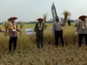 Ketahanan Pangan, Polres Metro Tangerang Kota Panen Padi di Sepatan