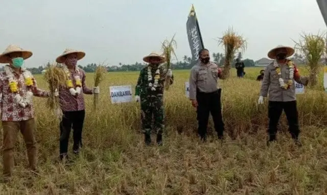 Ketahanan Pangan, Polres Metro Tangerang Kota Panen Padi di Sepatan Ketahanan Pangan, Polres Metro Tangerang Kota Panen Padi di Sepatan