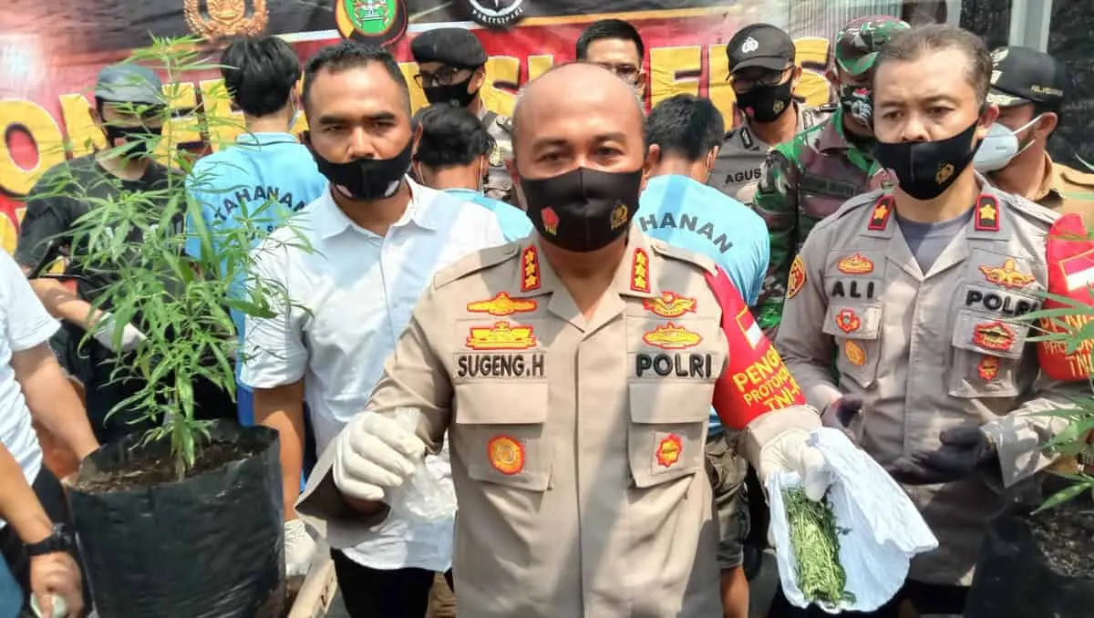Modus Tanam Cabe Ternyata Ganja di Atas Rumah di Kota Tangerang, Kelabui Warga Modus Tanam Cabe Ternyata Ganja di Atas Rumah di Kota Tangerang, Kelabui Warga