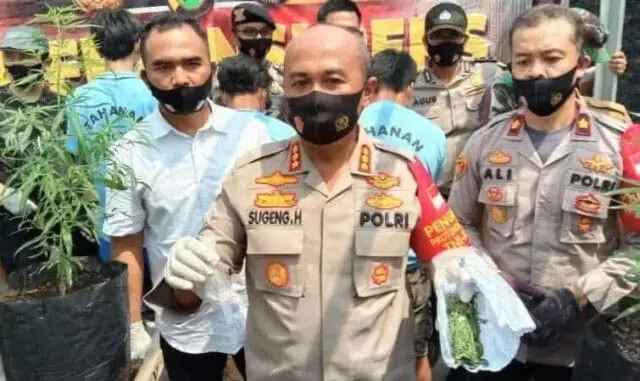 Di Kota Tangerang, Pemuda Kakak Beradik Tanam Pohon Ganja di Atas Rumahnya Di Kota Tangerang, Pemuda Kakak Beradik Tanam Pohon Ganja di Atas Rumahnya