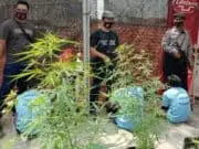 Modus Tanam Cabe Ternyata Ganja di Atas Rumah di Kota Tangerang, Kelabui Warga Modus Tanam Cabe Ternyata Ganja di Atas Rumah di Kota Tangerang, Kelabui Warga