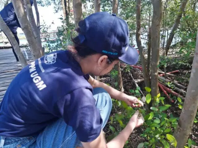 Mahasiswa KKN PPM UGM Mengembangkan Gel Hand Sanitizer Berbahan Olahan Mangrove Mahasiswa KKN PPM UGM Mengembangkan Gel Hand Sanitizer Berbahan Olahan Mangrove