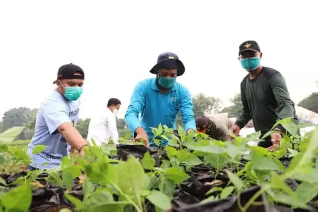 Urban Farming Sulap Lahan Kumuh Jadi Produktif di Bantaran Cisadane Urban Farming Sulap Lahan Kumuh Jadi Produktif di Bantaran Cisadane