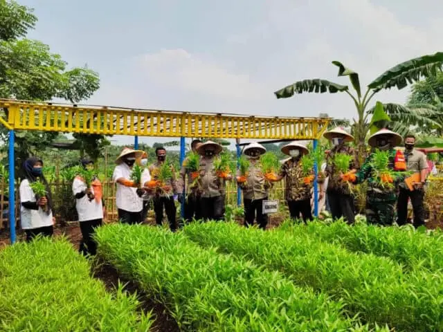 Diakhir Masa Dinas, Kapolda Metro Jaya Panen Raya Ketahanan Pangan di Tangerang Diakhir Masa Dinas, Kapolda Metro Jaya Panen Raya Ketahanan Pangan di Tangerang