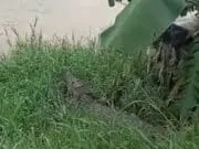 Viral, Beredar Informasi 43 Buaya di Lepas ke Sungai Cisadane Warga Pun Resah Viral, Beredar Informasi 43 Buaya di Lepas ke Sungai Cisadane Warga Pun Resah