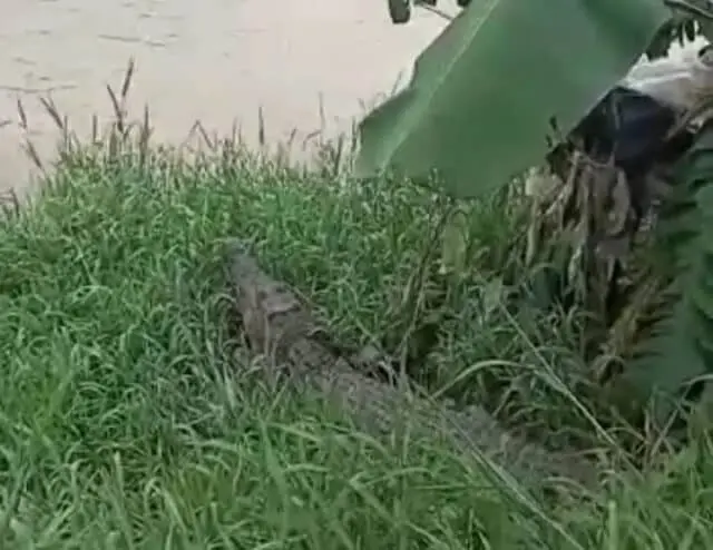 Viral, Beredar Informasi 43 Buaya di Lepas ke Sungai Cisadane Warga Pun Resah Viral, Beredar Informasi 43 Buaya di Lepas ke Sungai Cisadane Warga Pun Resah