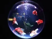 Peluang Usaha Aquarium Hias Peluang Usaha Aquarium Hias