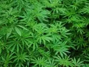 Tanaman Ganja