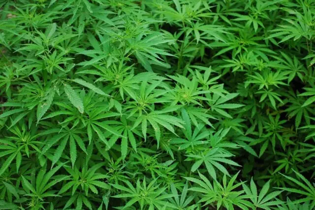 Tanaman Ganja Tanaman Ganja