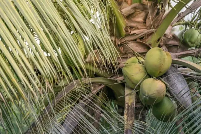 Cocos Nucifera Cocos Nucifera, Pohon Seribu Manfaat