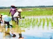 DPP HIPMA MPH; Pemerintah Perlu Maksimalkan Penyerapan Beras Dari Petani DPP HIPMA MPH; Pemerintah Perlu Maksimalkan Penyerapan Beras Dari Petani