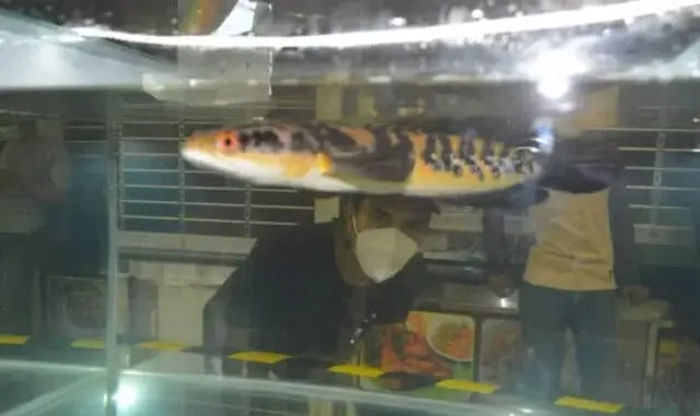 Fantastis, Harga Ikan Gabus Hias ini Senilai Rp60Juta di Pameran CMT Fantastis, Harga Ikan Gabus Hias ini Senilai Rp60Juta di Pameran CMT