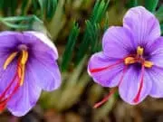 Saffron Si Bunga Yang Kaya Manfaat Saffron Si Bunga Yang Kaya Manfaat