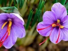 Saffron Si Bunga Yang Kaya Manfaat Saffron Si Bunga Yang Kaya Manfaat