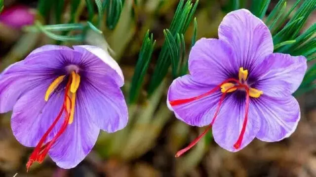 saffron Saffron Si Bunga Yang Kaya Manfaat