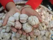 Manfaat Bawang Putih Bagi Kesehatan Manfaat Bawang Putih Bagi Kesehatan