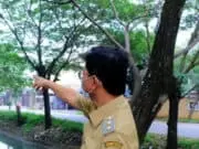 Antisipasi Musibah, Disbudparman Kota Tangerang Lakukan Pemangkasan Pohon