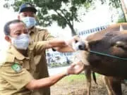 Jelang Idul Adha, DKP Kota Tangerang Periksa Kesehatan Hewan Qurban Jelang Idul Adha, DKP Kota Tangerang Periksa Kesehatan Hewan Kurban