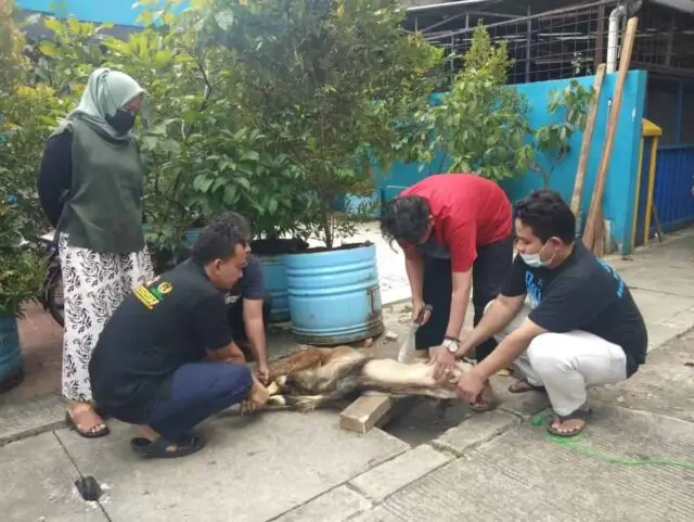 Hari Raya Idul Adha 1442 H, SMSI Kabupaten Tangerang Salurkan 2 Ekor Kambing Qurban Hari Raya Idul Adha 1442 H, SMSI Kabupaten Tangerang Salurkan 2 Ekor Kambing Qurban