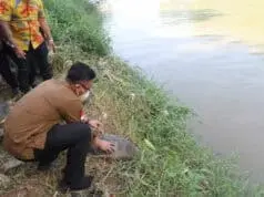 Peringati Hari Sungai Sedunia, Wagub Banten Lepasliarkan Kura-kura ke Cisadane Wakil Gubernur Banten Andika Hazrumy saat melepasliarkan Kura-kura ke sungai Cisadane.