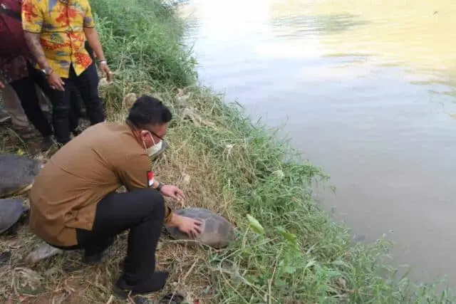 IMG-20210924-WA0066 Wakil Gubernur Banten Andika Hazrumy saat melepasliarkan Kura-kura ke sungai Cisadane.