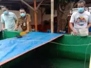 Berawal Dari Pelatihan Bertahan Ditengah Pandemi, KUTIL di Cimone Berlimpah Lele Berawal Dari Pelatihan Bertahan Ditengah Pandemi, KUTIL di Cimone Berlimpah Lele