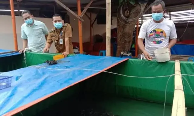 Berawal Dari Pelatihan Bertahan Ditengah Pandemi, KUTIL di Cimone Berlimpah Lele Berawal Dari Pelatihan Bertahan Ditengah Pandemi, KUTIL di Cimone Berlimpah Lele