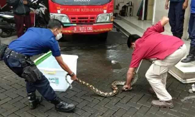 BPBD Kota Tangerang Ingatkan Warga Waspada Ular di Musim Hujan BPBD Kota Tangerang Ingatkan Warga Waspada Ular di Musim Hujan