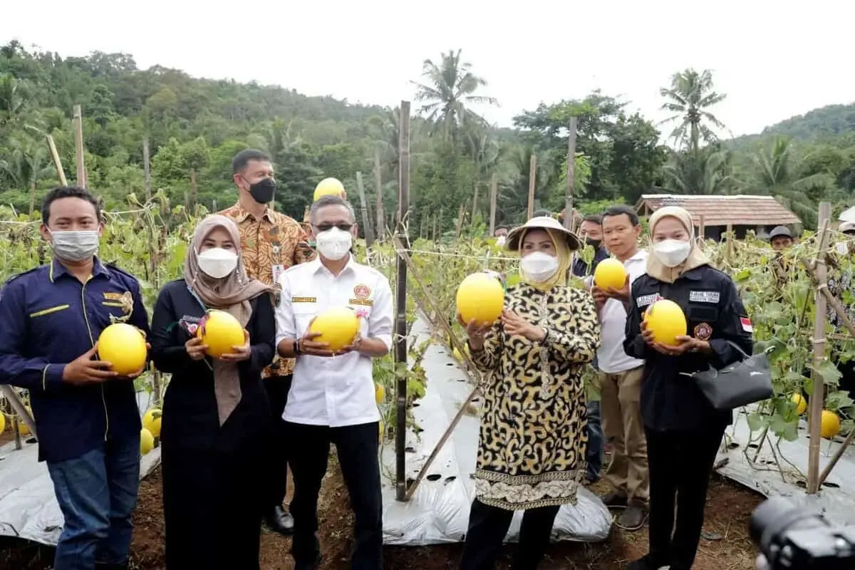 Bupati Tatu Chasanah Panen Melon Golden di Waringin Kurung, Pemuda Serang Diajak Bertani Bupati Tatu Chasanah Panen Melon Golden di Waringin Kurung, Pemuda Serang Diajak Bertani
