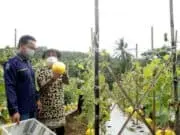 Bupati Tatu Chasanah Panen Melon Golden di Waringin Kurung, Pemuda Serang Diajak Bertani Bupati Serang Ratu Tatu Chasanah ikut melakukan panen buah melon golden alisha di Kampung Gurait, Desa Melati, Kecamatan Waringin.