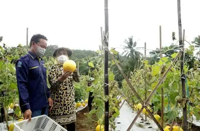 IMG-20211224-WA0013_copy_640x421 Bupati Serang Ratu Tatu Chasanah ikut melakukan panen buah melon golden alisha di Kampung Gurait, Desa Melati, Kecamatan Waringin.