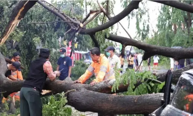 Pohon Tumbang Akibat Angin Kencang dan Hujan di Tangerang, Ini Reaksi Cepat Pemkot Pohon Tumbang Akibat Angin Kencang dan Hujan di Tangerang, Ini Reaksi Cepat Pemkot