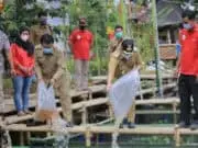 1.500 Bibit Ikan Nila Disebar di Kampung Kerambah Periuk 1.500 Bibit Ikan Nila Disebar di Kampung Kerambah Periuk