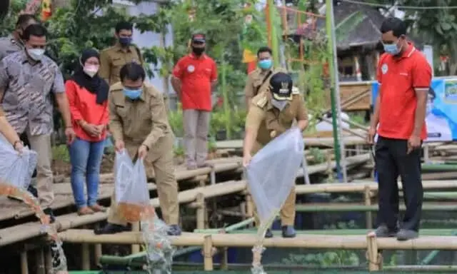 1.500 Bibit Ikan Nila Disebar di Kampung Kerambah Periuk 1.500 Bibit Ikan Nila Disebar di Kampung Kerambah Periuk
