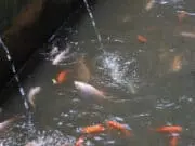 Inspirasi, Budidaya Ikan Dalam Selokan Air di Karang Anyar Inspirasi, Budidaya Ikan Dalam Selokan Air di Karang Anyar