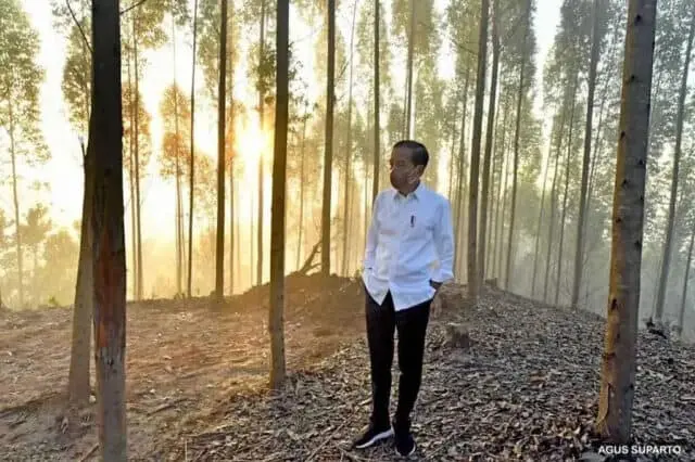 Jokowi Pastikan IKN Nusantara Sebagai Kota Hutan dan Hijau Jokowi Pastikan IKN Nusantara Sebagai Kota Hutan dan Hijau