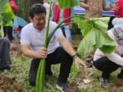Irvansyah Bareng Komunitas PATTAYA ajak Warga Tanam Pohon Talas Beneng di Kresek Irvansyah Ketua DPC PDI Perjuangan Kabupaten Tangerang saat menanam pohon talas beneng.