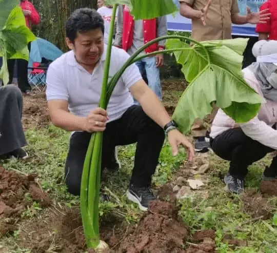 Screenshot_2022-03-22-15-55-18-36_copy_540x493 Irvansyah Ketua DPC PDI Perjuangan Kabupaten Tangerang saat menanam pohon talas beneng.