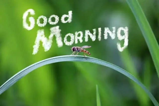7 Tips menjadi 'Morning Person' 7 Tips menjadi 'Morning Person'