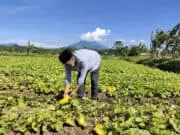 Berkah Petani Timun Suri di Bulan Ramadhan, Jaro Daud: Pemerintah Desa Dukung Pertumbuhan Ekonomi Jaro Daud, Kepala Desa Banjarsari saat memetik Timun Suri, pada Jum'at (08/04/2022).